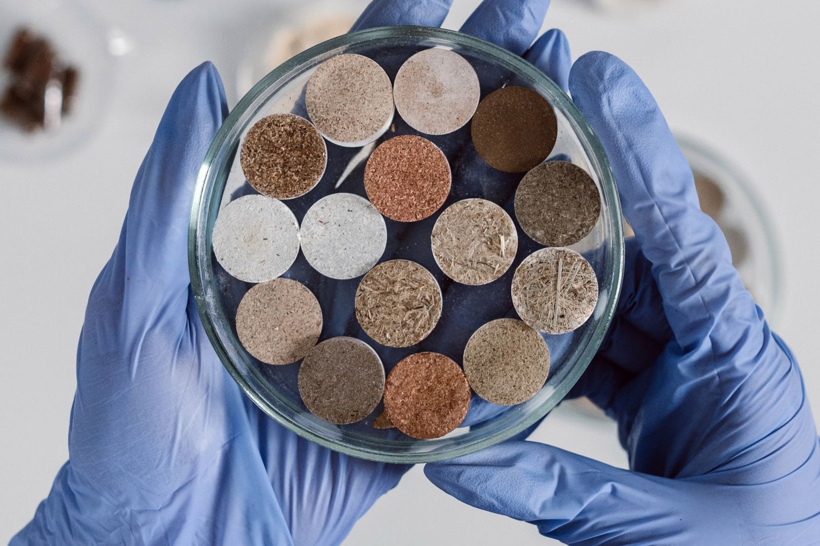 Gloved hands holding a dish of soil samples